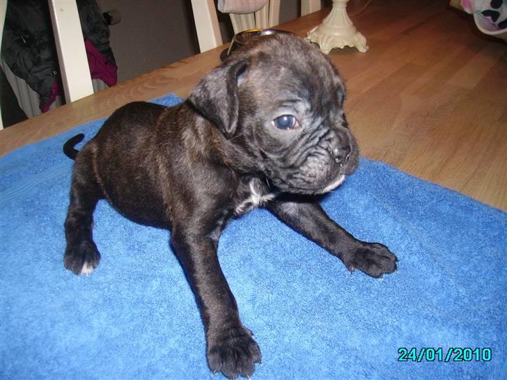 Boxer Pele' billede 3
