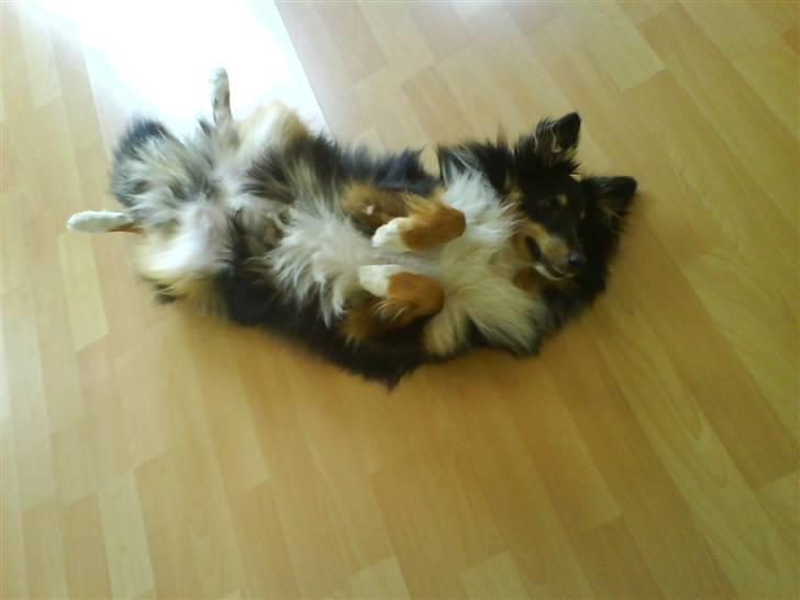 Shetland sheepdog Batman - Må jeg ikk nok få den kiks ? billede 15