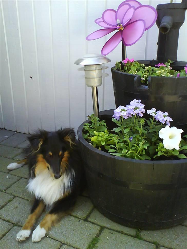 Shetland sheepdog Batman - sommeren er herlig her i haven, og duften af mormors nye blomster som jeg kan nappe lidt i Ymmm :) billede 16