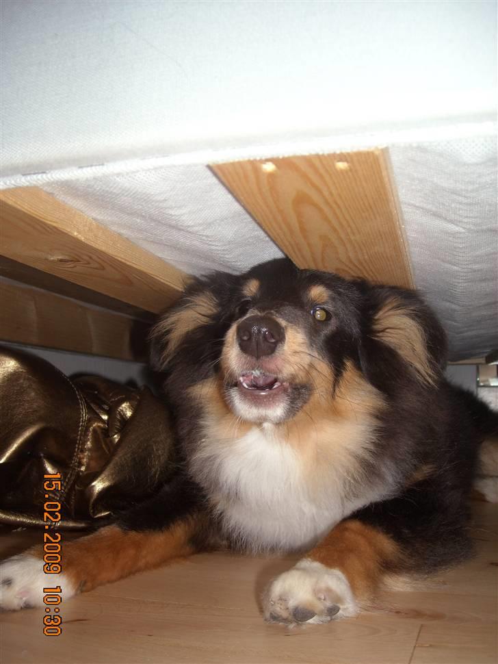 Shetland sheepdog Batman - Mooooorrr, du kan ikke fange mig, for her under sengen ligger jeg fint :) billede 17