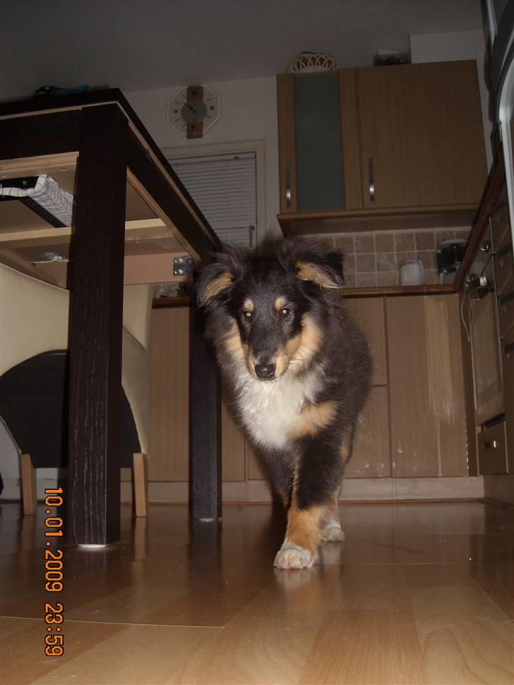Shetland sheepdog Batman - Batman som lille går Catwalk :P billede 18