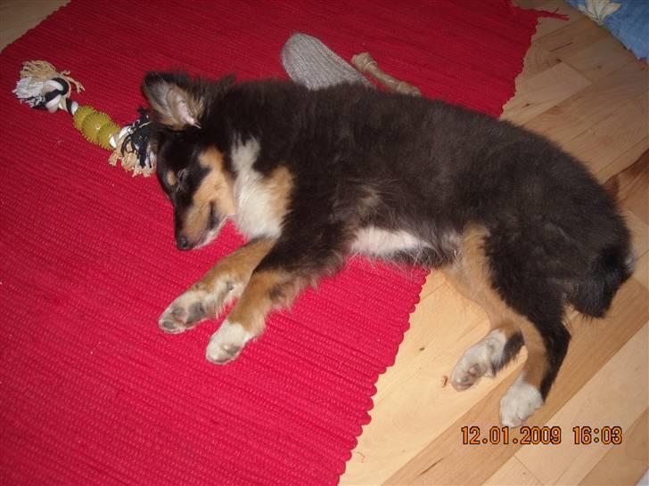 Shetland sheepdog Batman - Lille baddyboy får sig en lur  billede 19