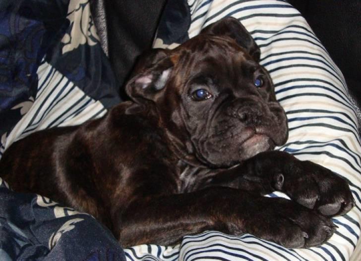 Boxer Pele' billede 4