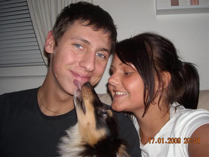 Shetland sheepdog Batman - Batman og hans lykkelige ejere af verdens BEDSTE hund <3 billede 20