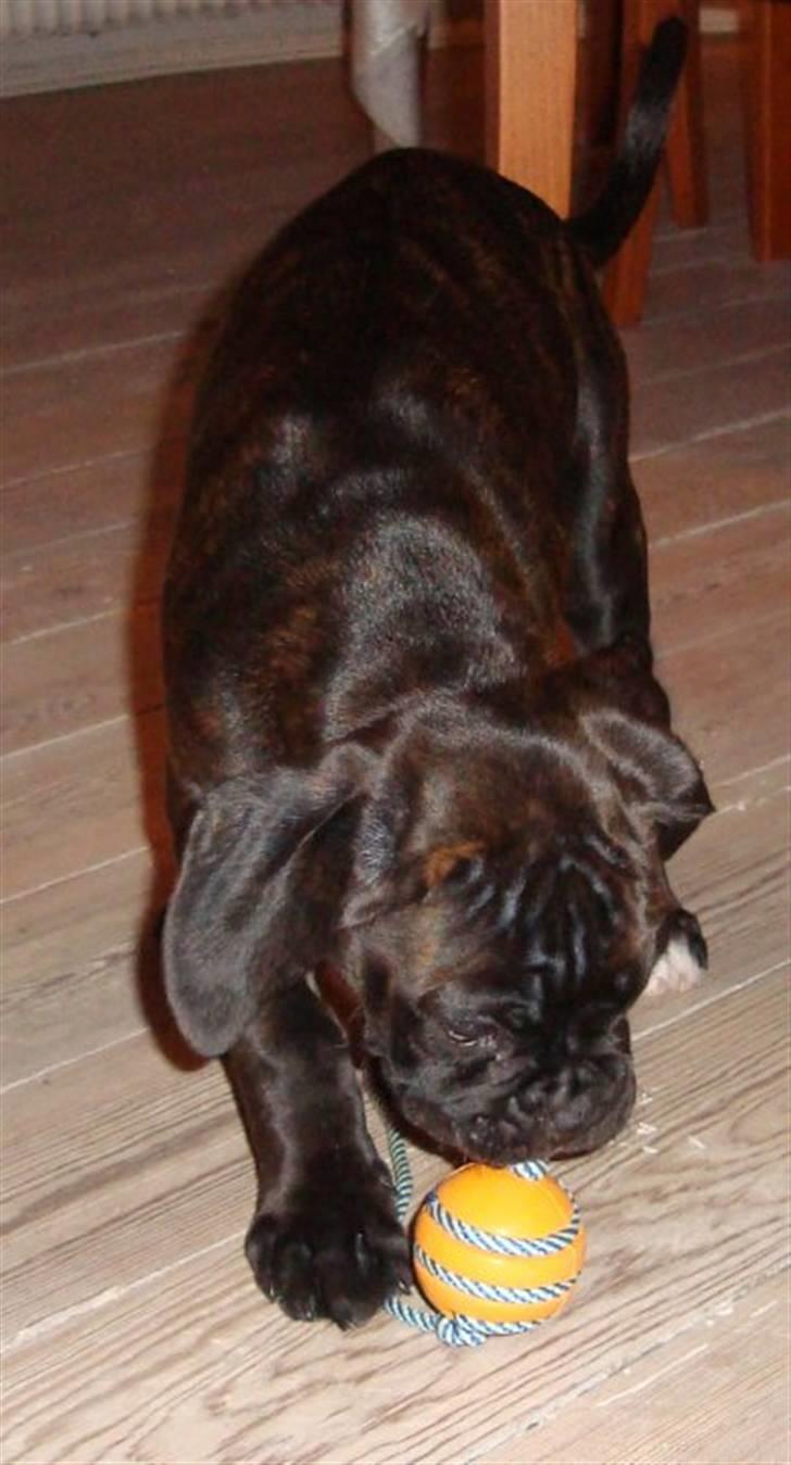 Boxer Pele' billede 5