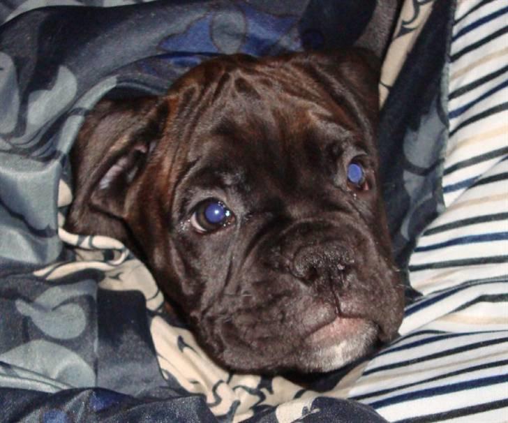 Boxer Pele' billede 6