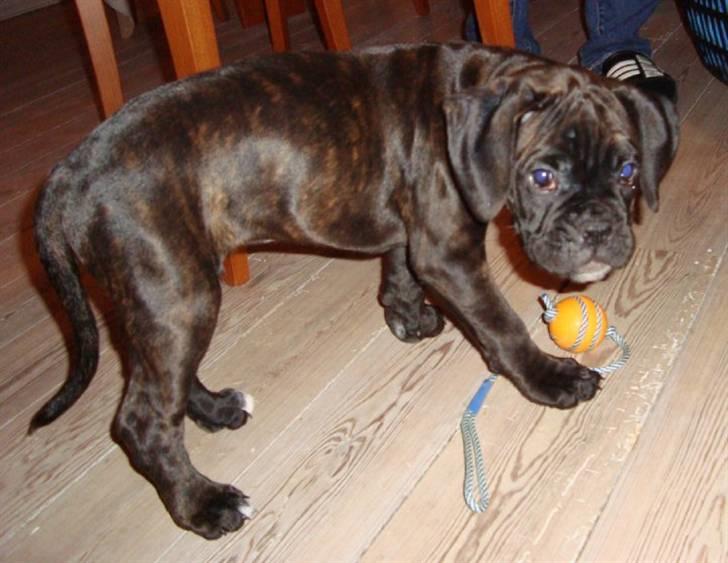 Boxer Pele' billede 7