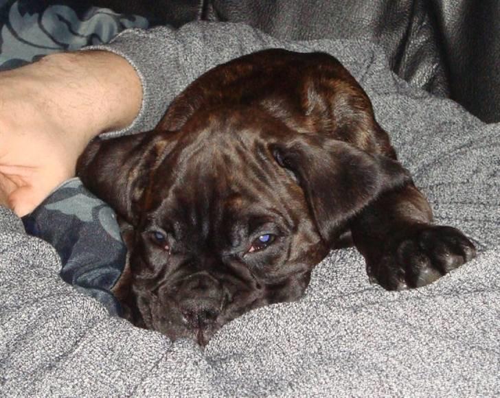 Boxer Pele' billede 8