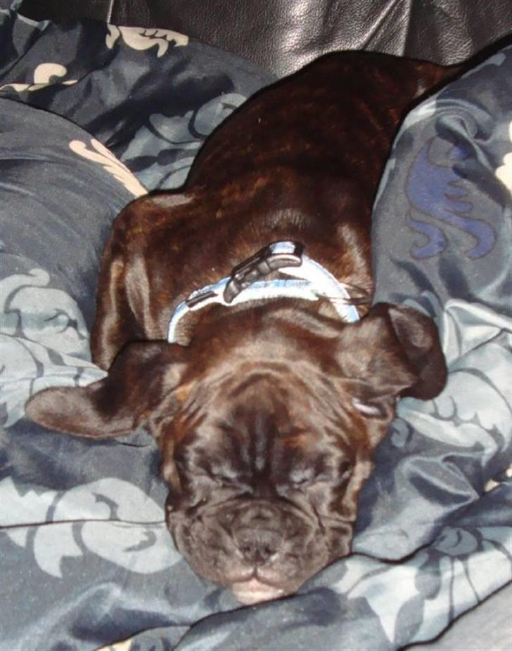 Boxer Pele' billede 9