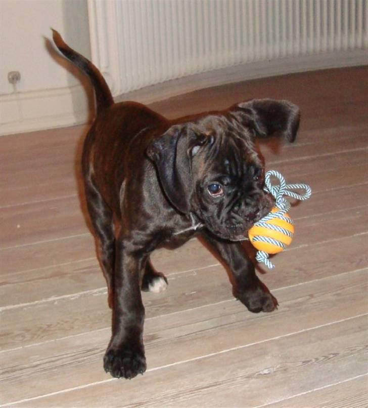 Boxer Pele' billede 10