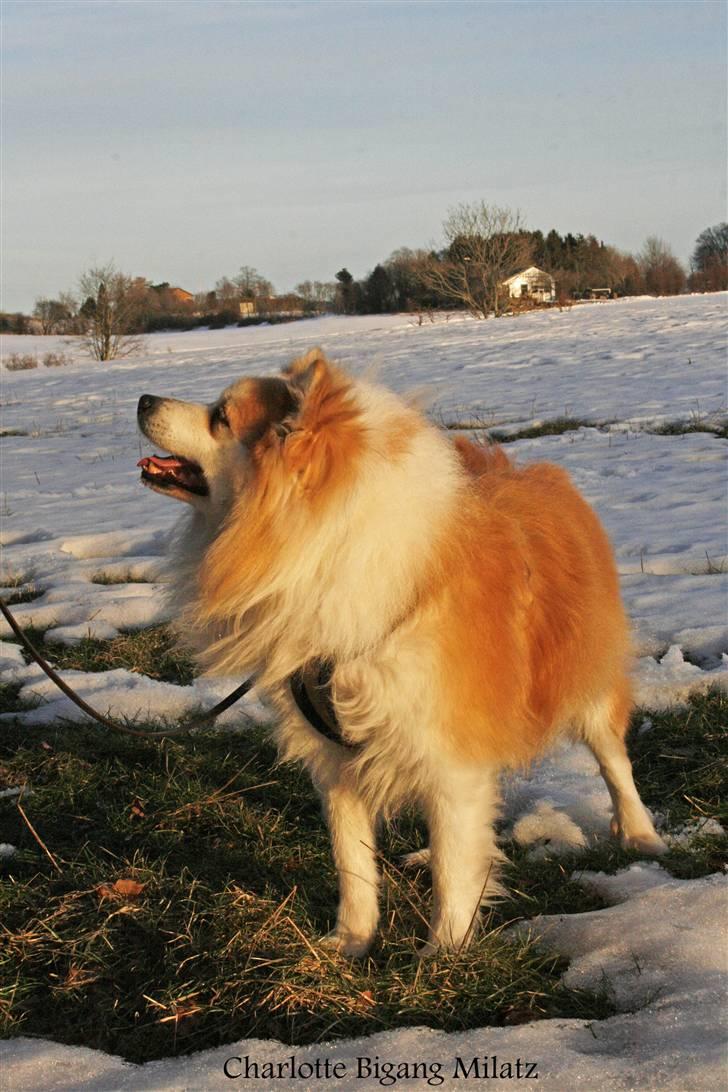 Blanding af racer Fox - Godbid^^ gi´ mig gi´ mig... billede 16