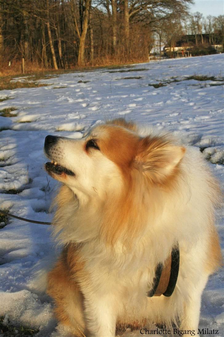 Blanding af racer Fox - Mmmm mam billede 18