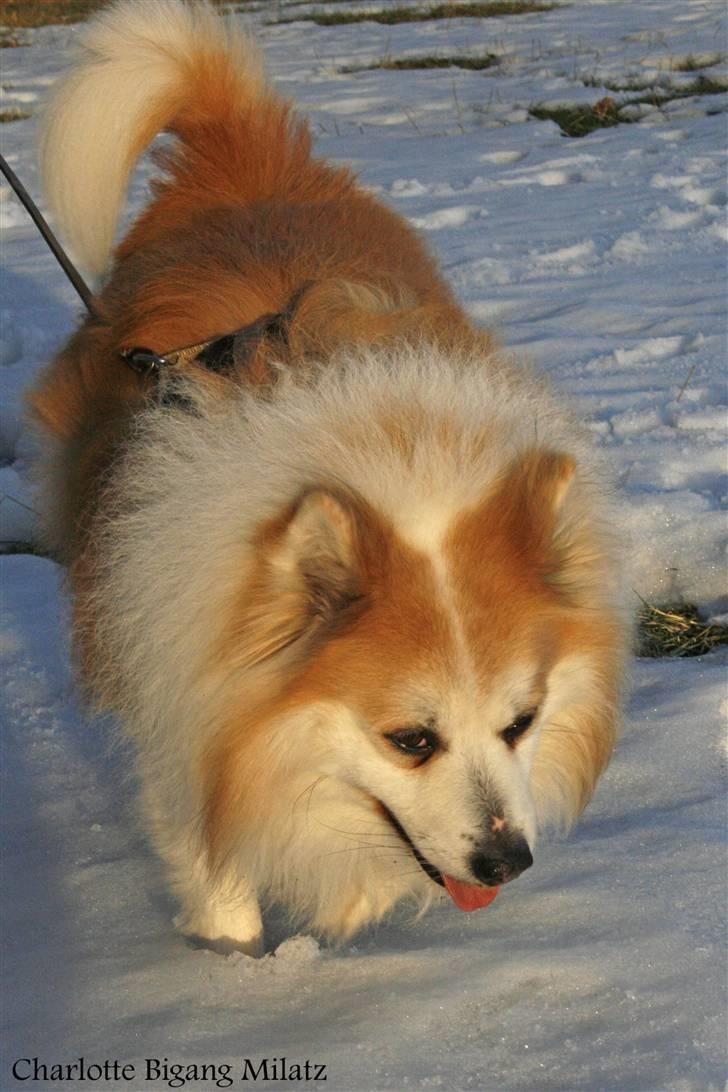 Blanding af racer Fox - Just keep walking^^ billede 19