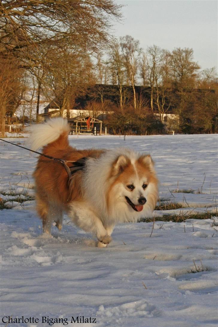 Blanding af racer Fox - Pretty boy billede 20