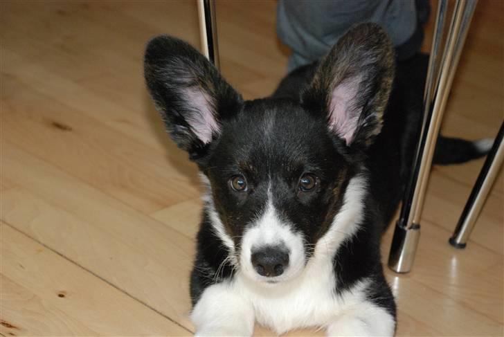 Welsh corgi cardigan Faarups incredible Albert billede 6