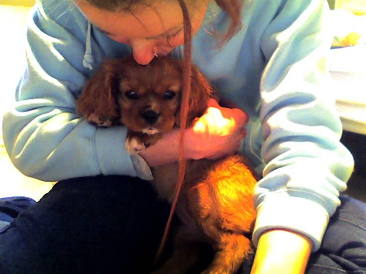Cavalier king charles spaniel Souviniers Emily (Emmy) 06.01.2010 - 22.07.2011 billede 1