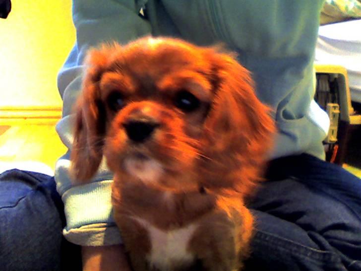 Cavalier king charles spaniel Souviniers Emily (Emmy) 06.01.2010 - 22.07.2011 billede 2