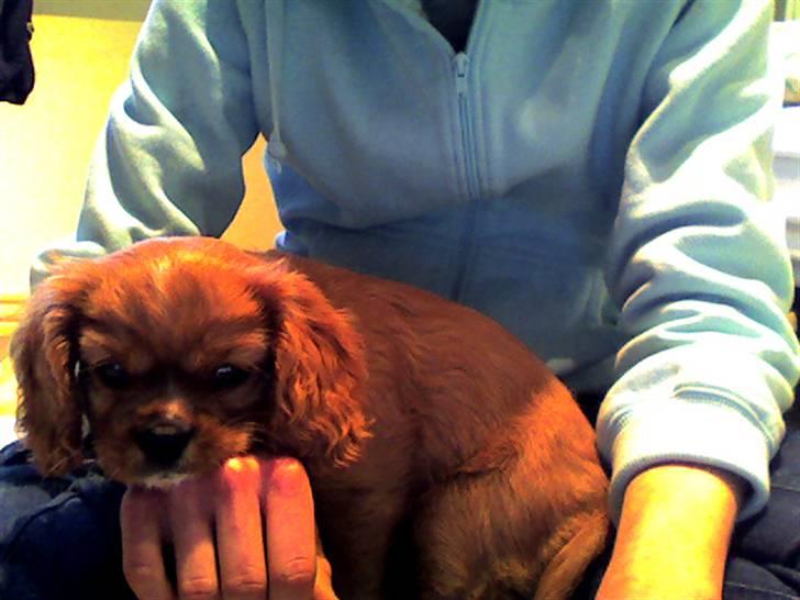 Cavalier king charles spaniel Souviniers Emily (Emmy) 06.01.2010 - 22.07.2011 billede 3
