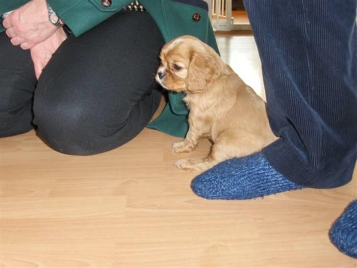 Cavalier king charles spaniel Souviniers Emily (Emmy) 06.01.2010 - 22.07.2011 billede 4