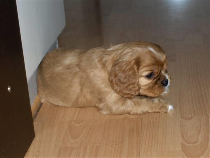 Cavalier king charles spaniel Souviniers Emily (Emmy) 06.01.2010 - 22.07.2011 billede 5