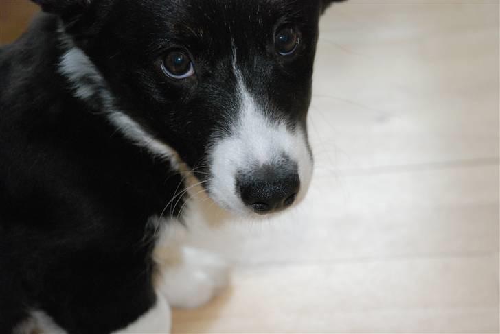 Welsh corgi cardigan Faarups incredible Albert billede 10