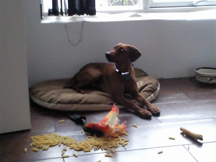 Tysk pinscher Chico - HVAD!!!!!!!    noget galt ? billede 7