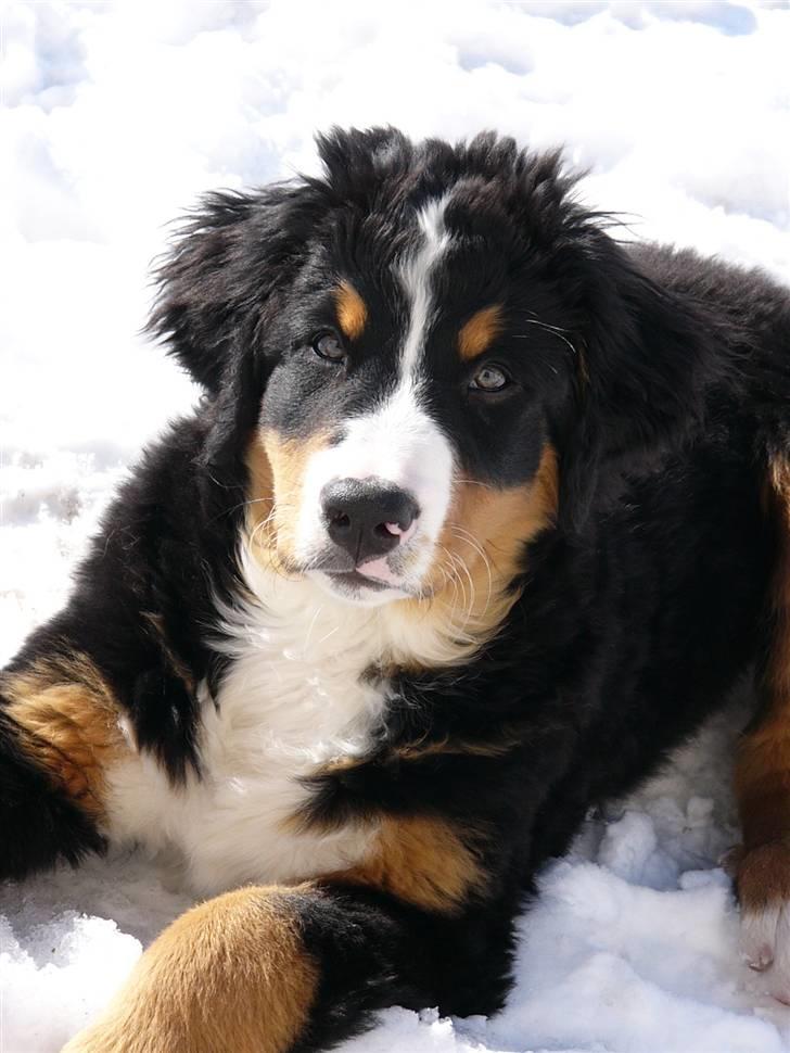 Berner sennenhund Freja - Freja d.6 marts. 12 uger og 1 dag gammel.. Lækker hvalp!!!!! billede 5