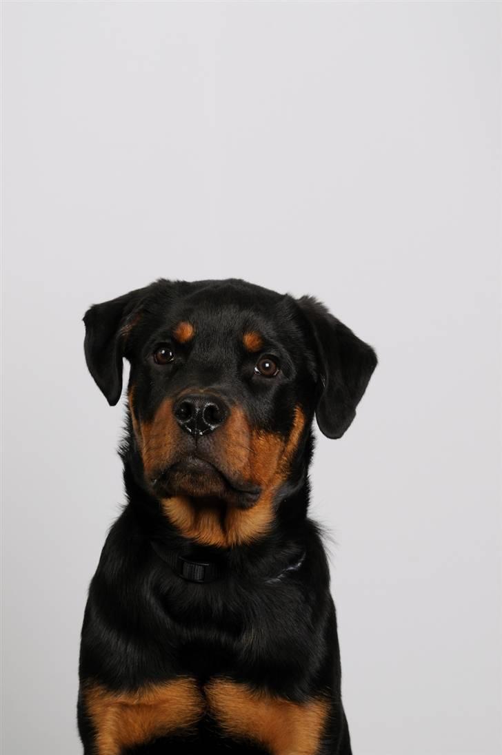 Rottweiler Zakoda Dasher billede 13