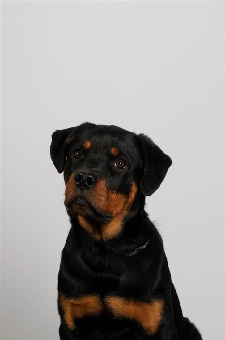 Rottweiler Zakoda Dasher billede 14
