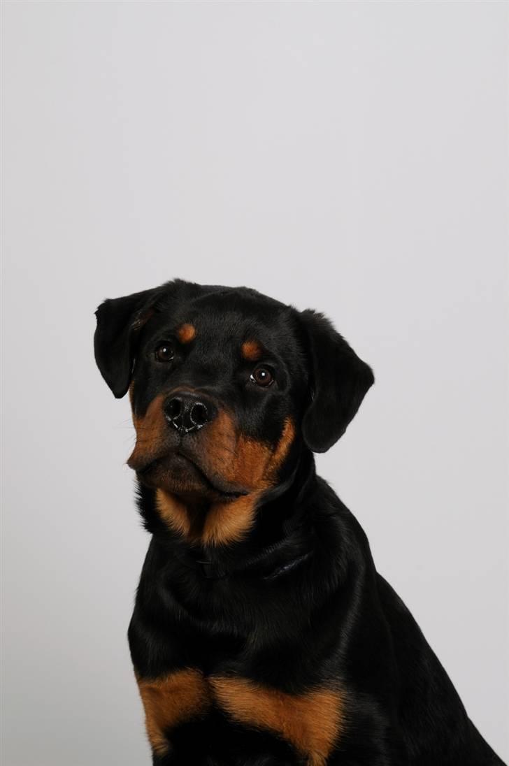 Rottweiler Zakoda Dasher billede 15