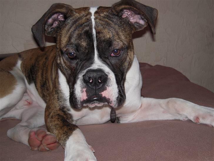 Olde english bulldogge Alf  ;o)  billede 1