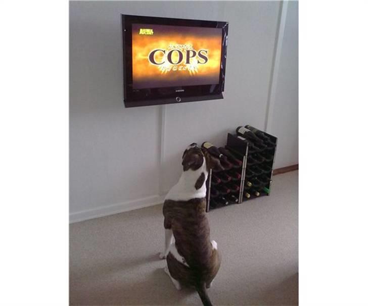 Olde english bulldogge Alf  ;o)  billede 2