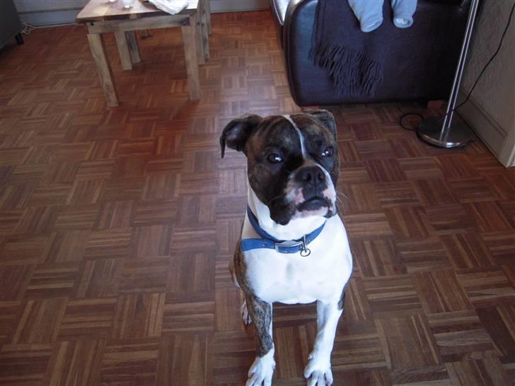 Olde english bulldogge Alf  ;o)  billede 3