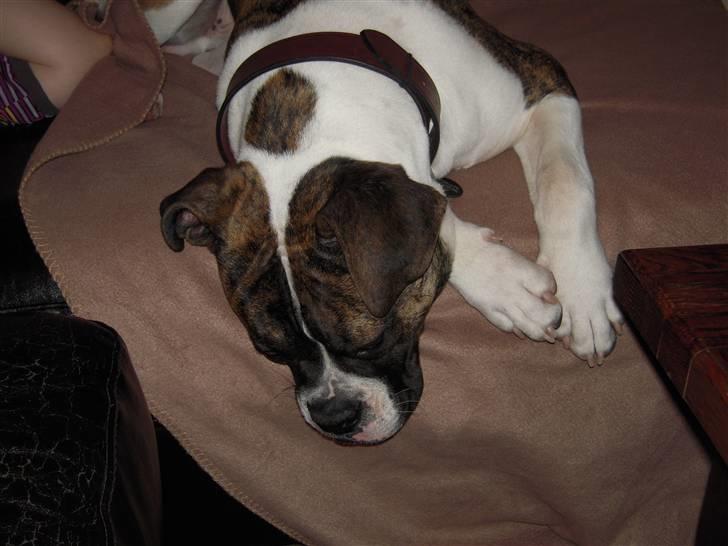 Olde english bulldogge Alf  ;o)  billede 4