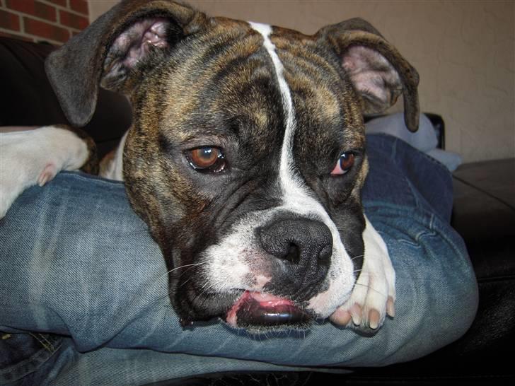 Olde english bulldogge Alf  ;o)  billede 6