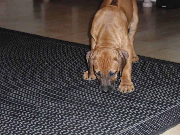 Rhodesian ridgeback Fanikiwa Asilia Jamilla billede 6