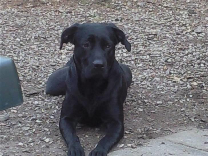 Labrador retriever Trunte billede 1