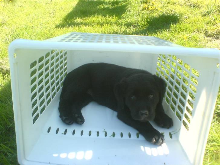 Labrador retriever Trunte billede 2