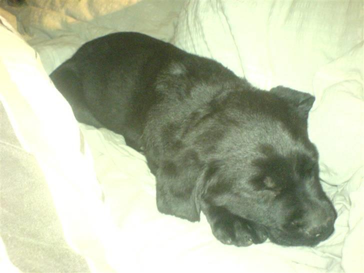 Labrador retriever Trunte billede 3