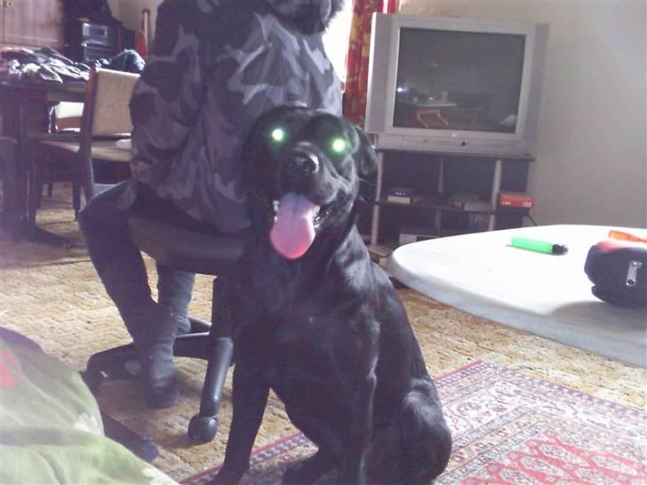 Labrador retriever Trunte billede 4