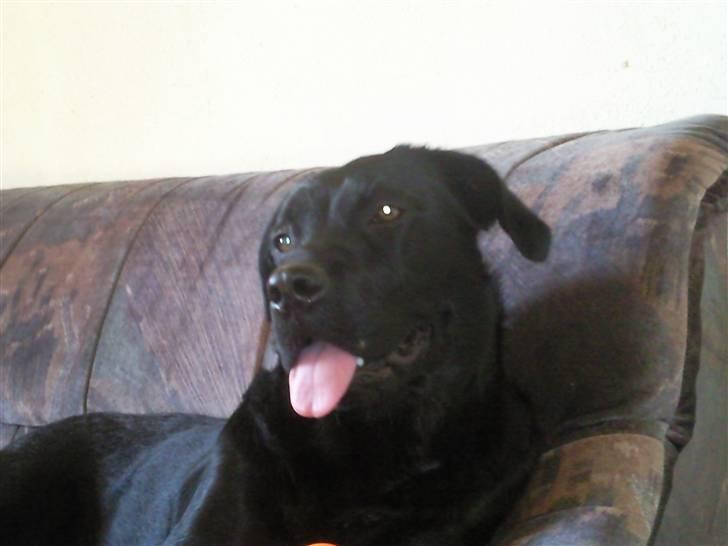 Labrador retriever Trunte billede 5