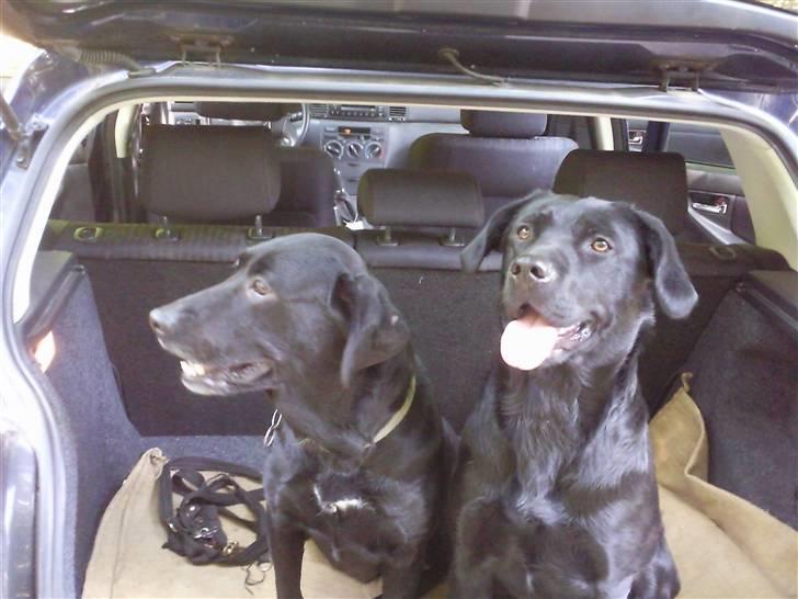 Labrador retriever Trunte billede 6