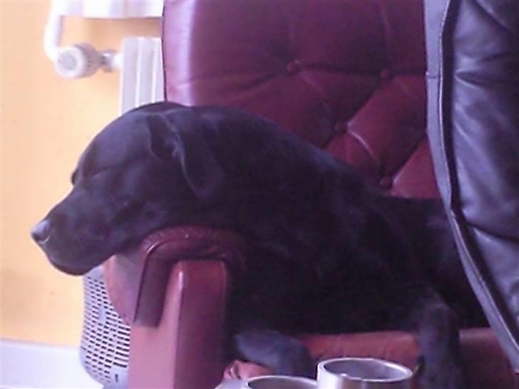 Labrador retriever Trunte billede 7