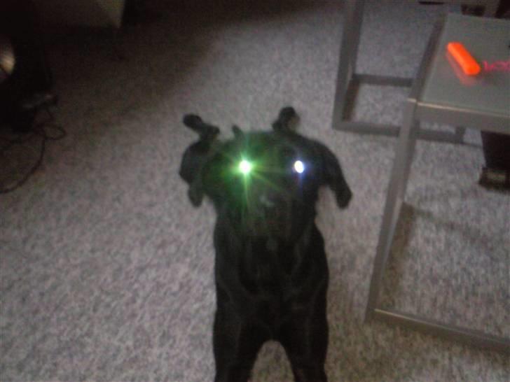 Labrador retriever Trunte billede 8