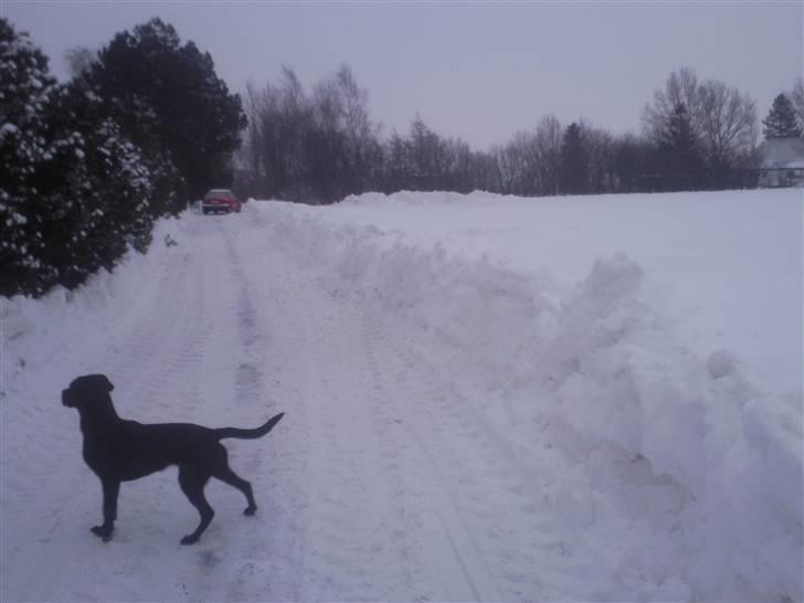 Labrador retriever Trunte billede 9