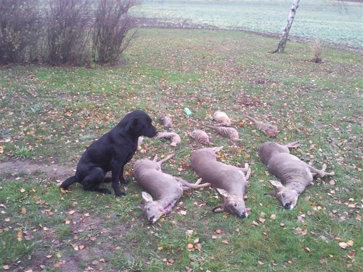 Labrador retriever Trunte billede 10