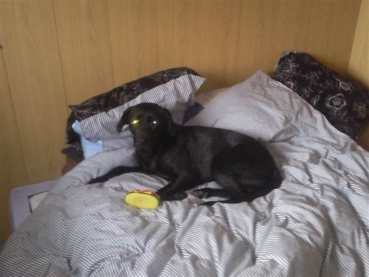 Labrador retriever Trunte billede 11