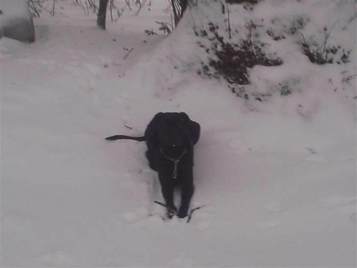 Labrador retriever Trunte billede 12