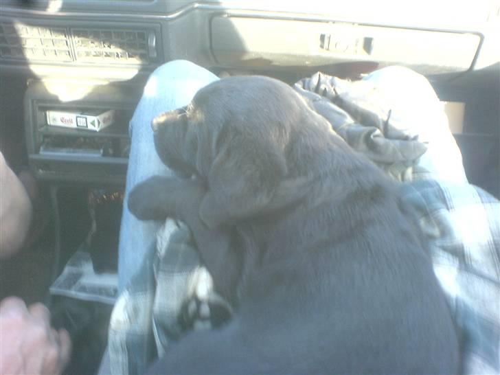 Labrador retriever Trunte billede 13