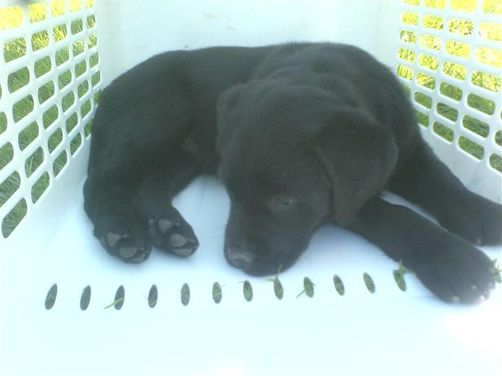 Labrador retriever Trunte billede 14